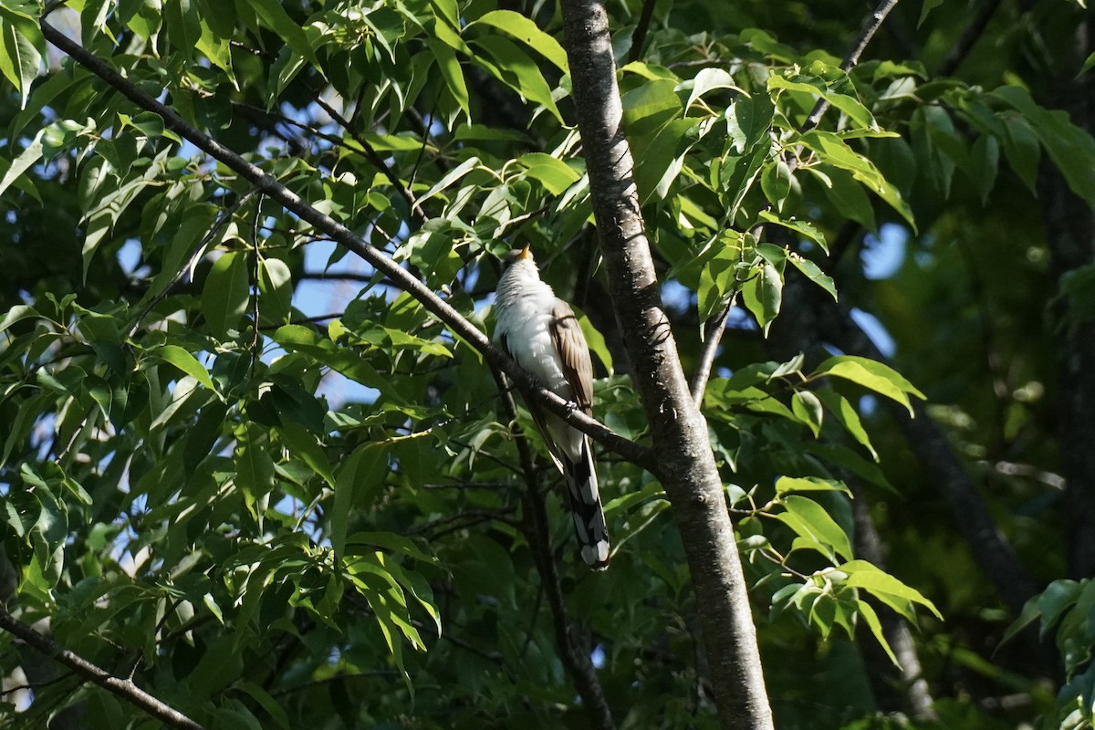 Yellow-billed Cuckoo - ML577530211