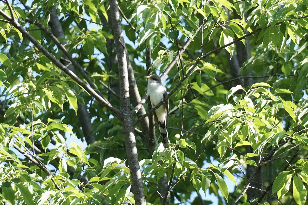 Yellow-billed Cuckoo - ML577530241