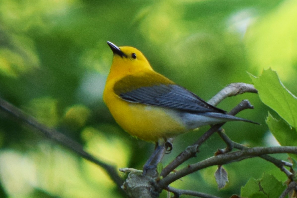 Prothonotary Warbler - ML577530401