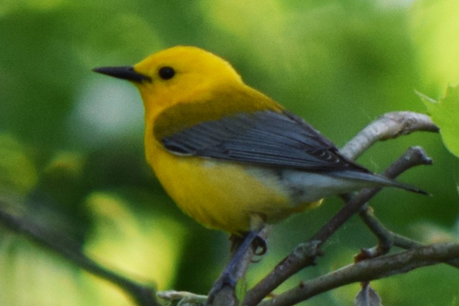 Prothonotary Warbler - ML577530411