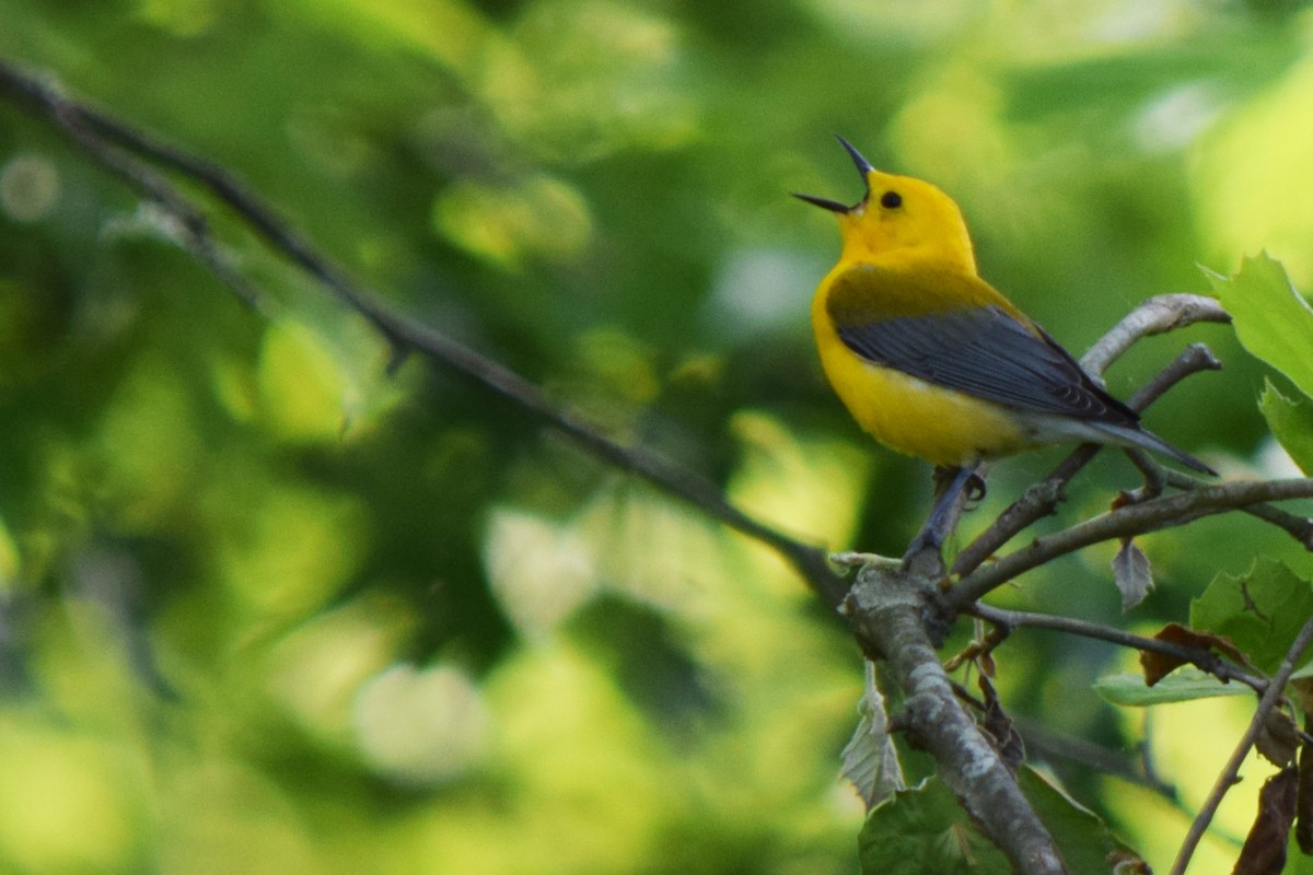 Prothonotary Warbler - ML577530421