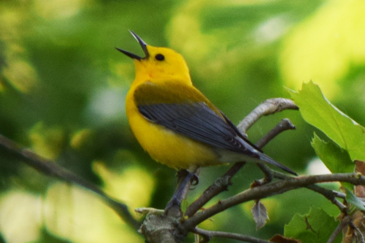 Prothonotary Warbler - ML577530431