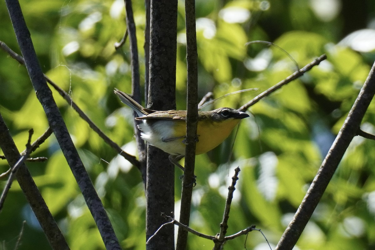 Yellow-breasted Chat - ML577530991