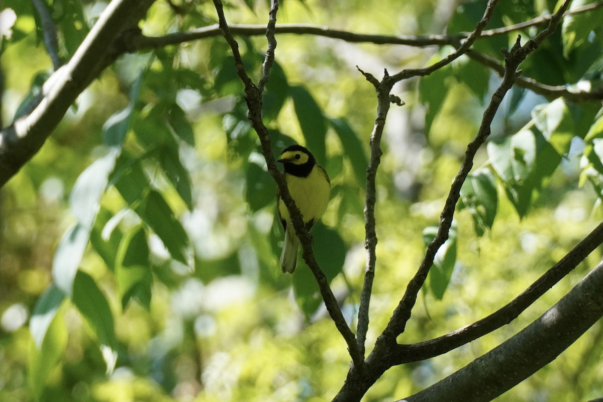 Hooded Warbler - ML577531651