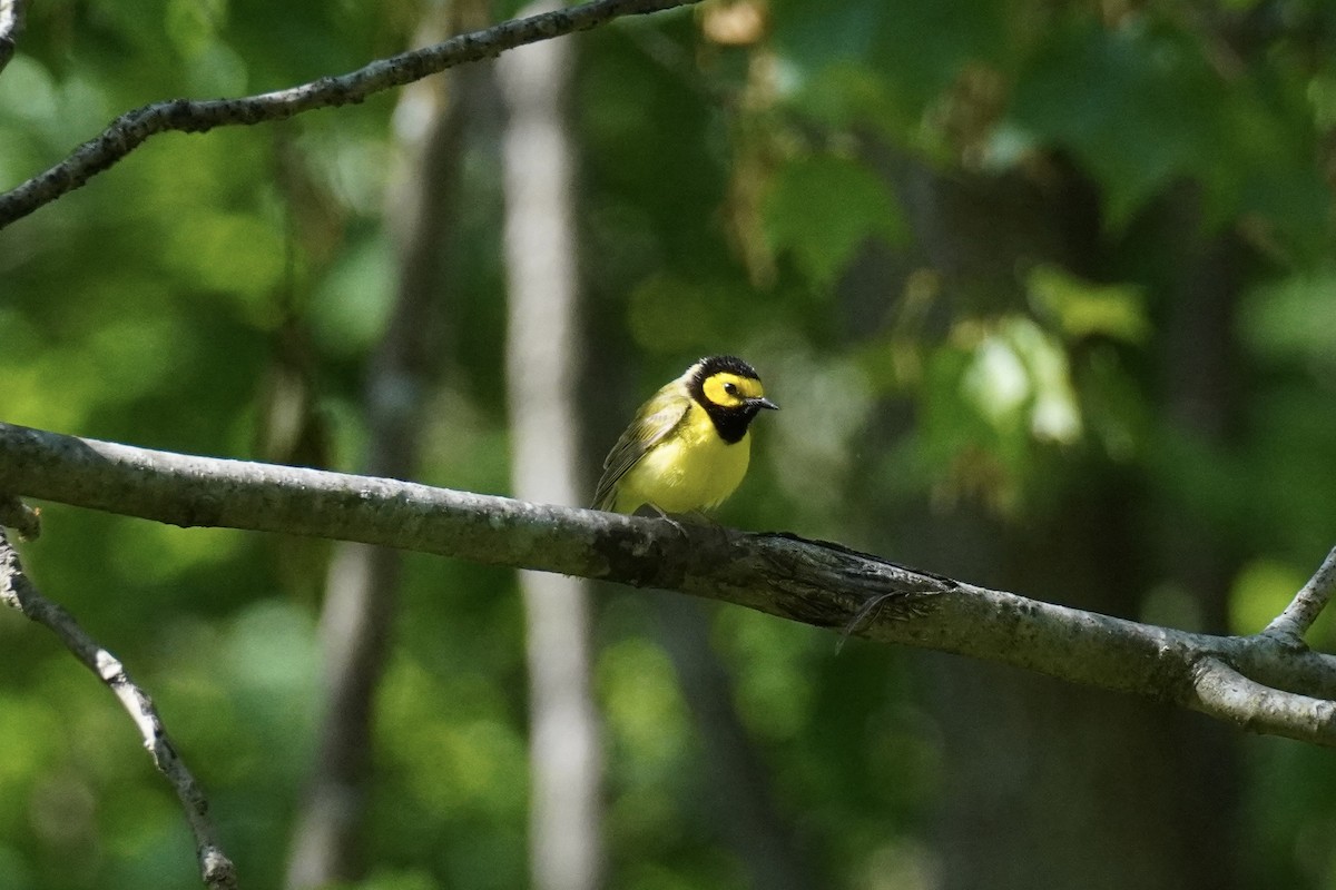 Hooded Warbler - ML577531661