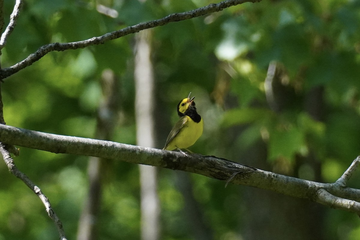 Hooded Warbler - ML577531671