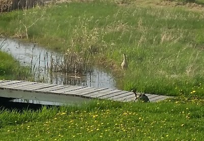 American Bittern - Audrey McIlraith