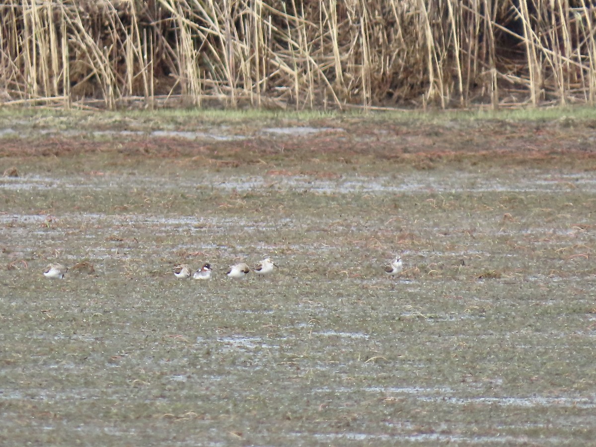 Red-necked Phalarope - ML577532341