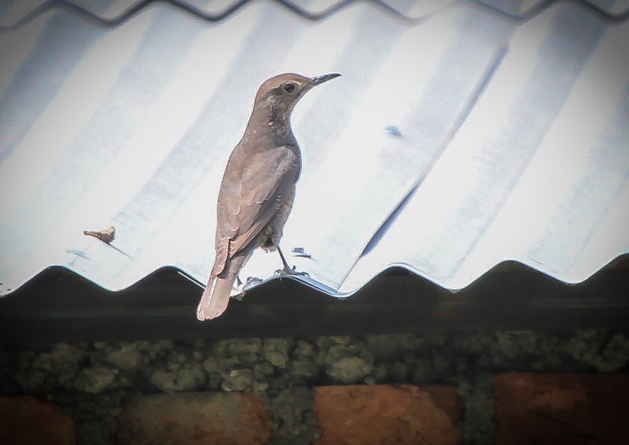 Blue Rock-Thrush - ML577532411