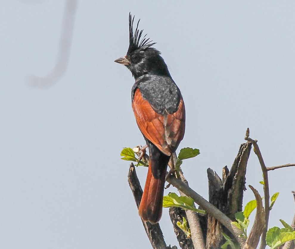 Crested Bunting - ML577532641