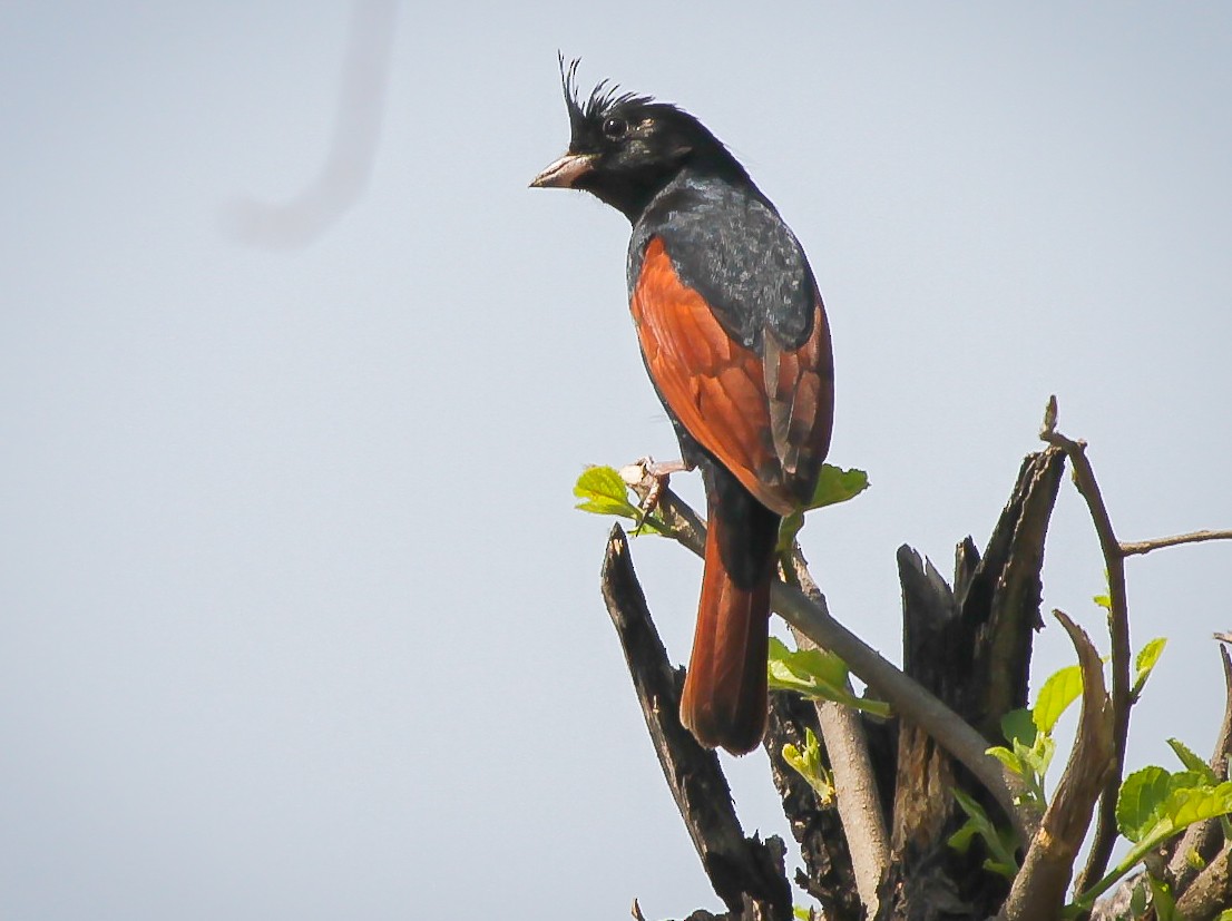 Crested Bunting - ML577532651