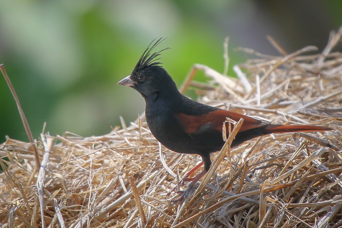 Crested Bunting - ML577532661
