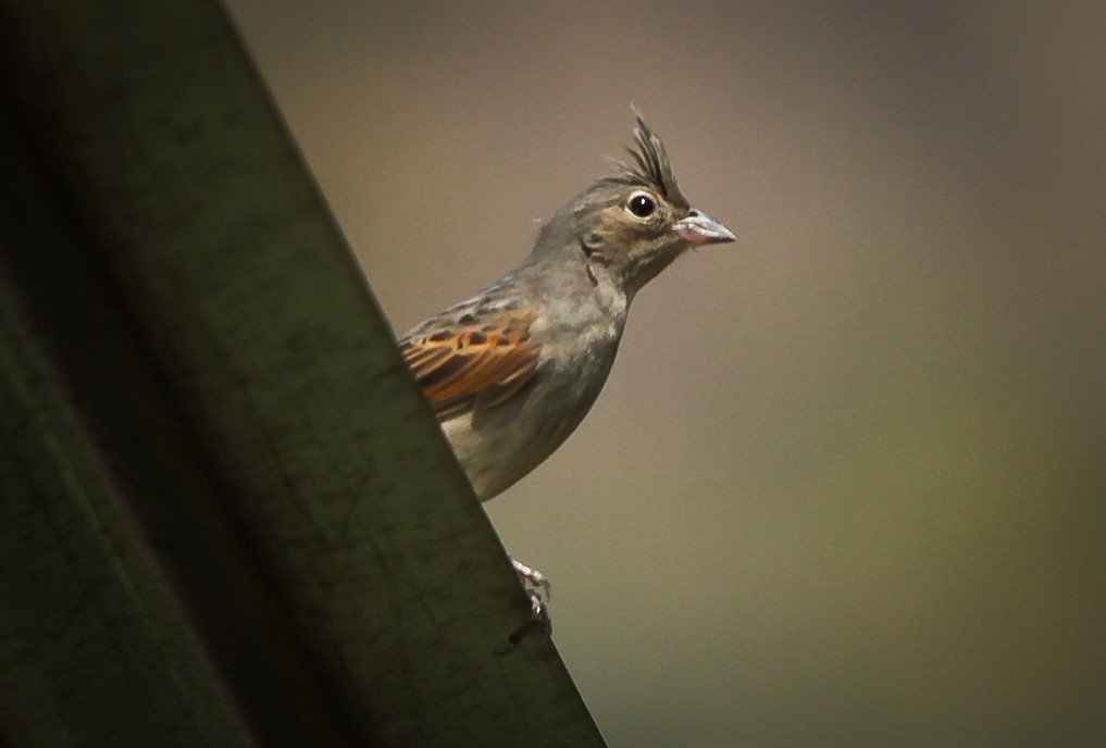 Crested Bunting - ML577532721