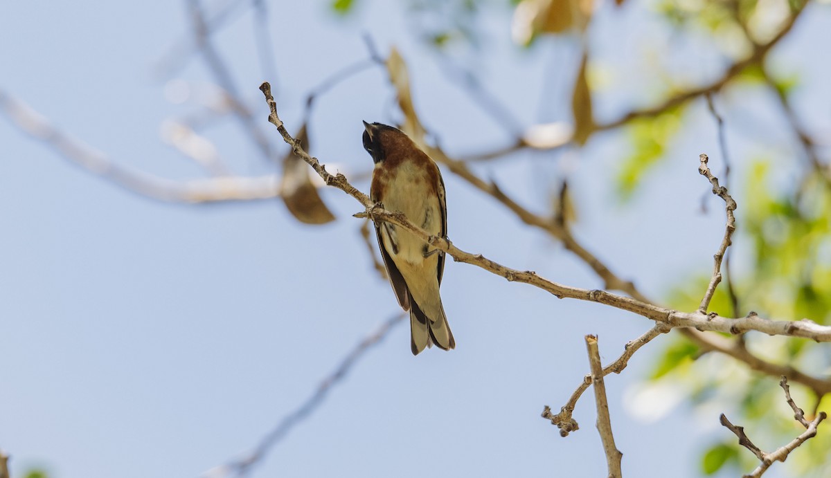 Bay-breasted Warbler - ML577533671