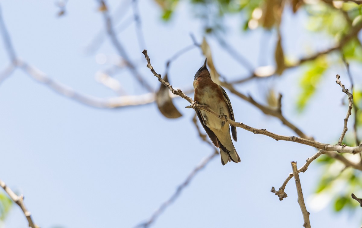 Bay-breasted Warbler - ML577533781