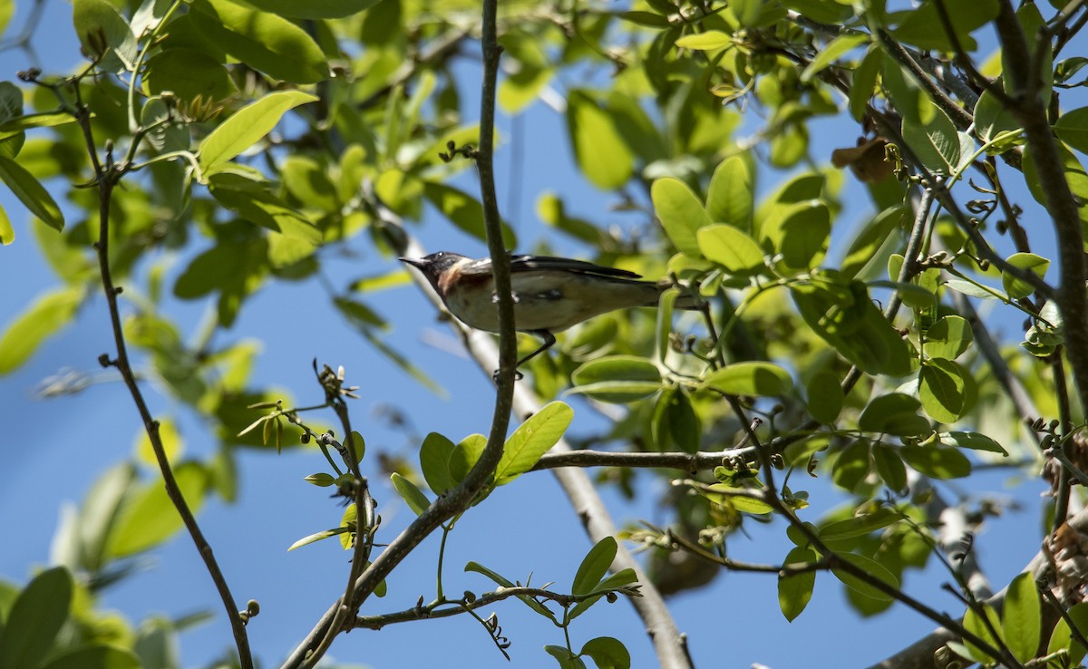 Bay-breasted Warbler - ML577533901