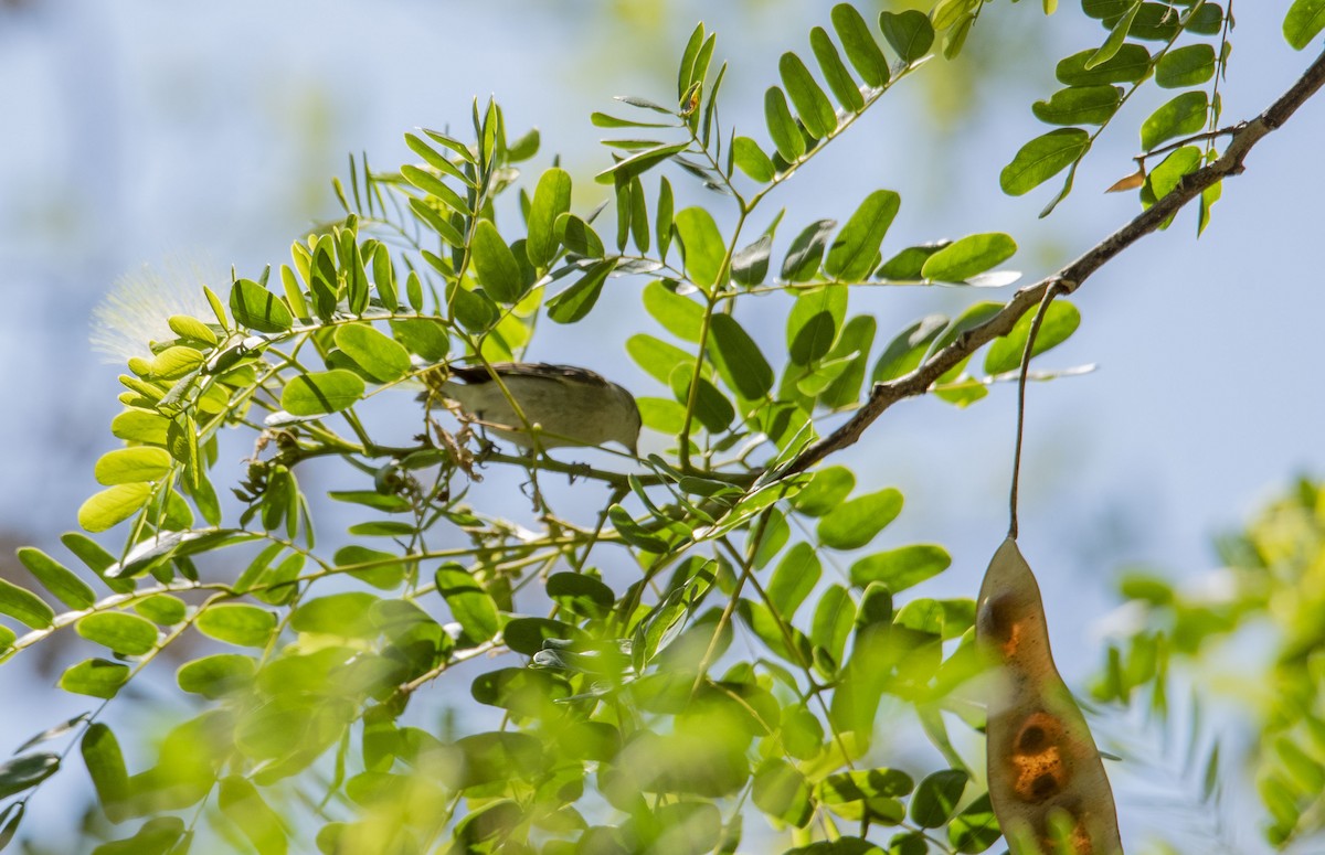 Tennessee Warbler - ML577534011
