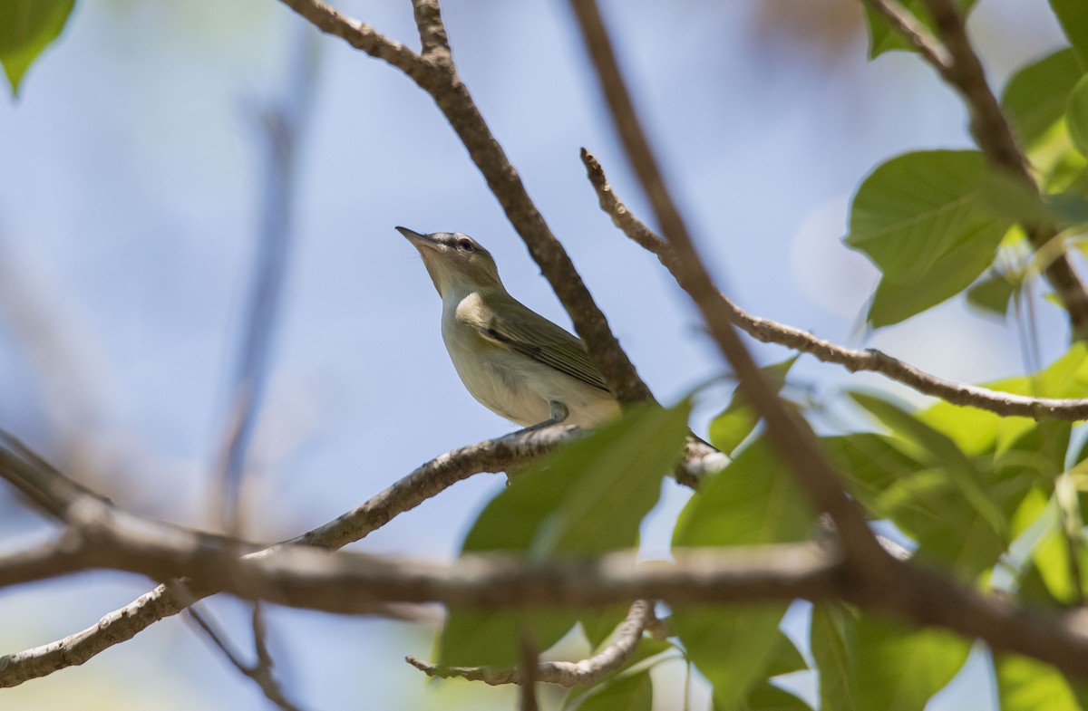 Red-eyed Vireo - ML577534101