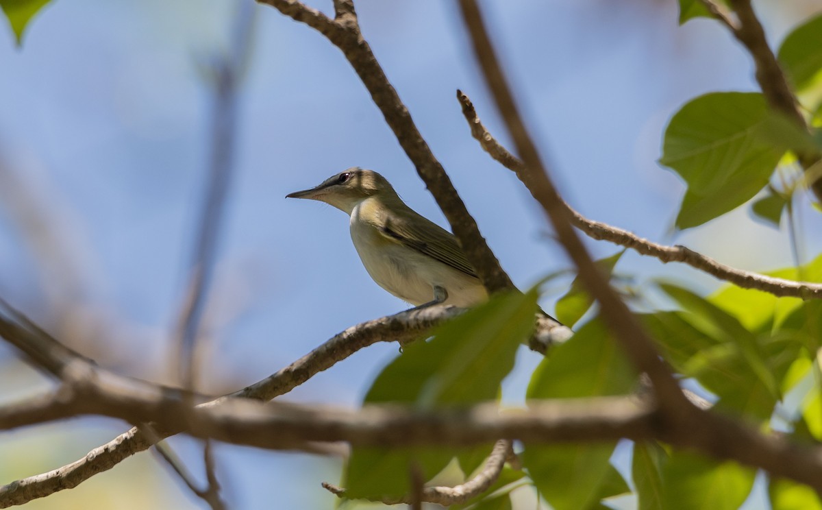 Red-eyed Vireo - ML577534231