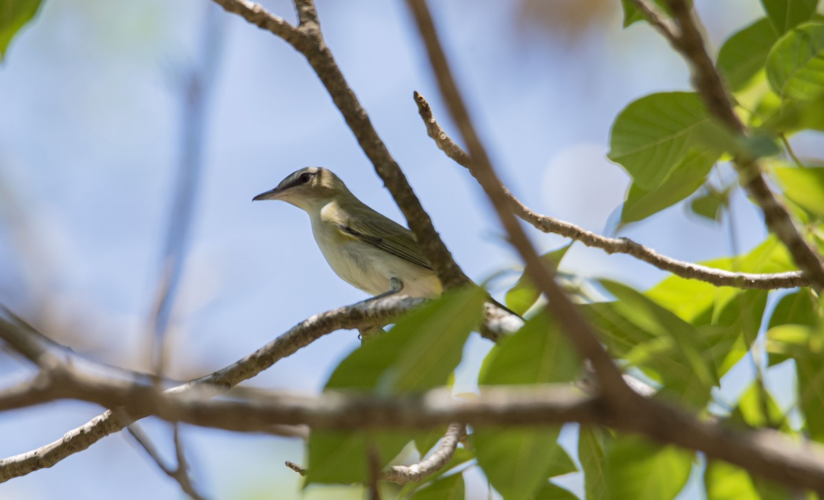 Red-eyed Vireo - ML577534351