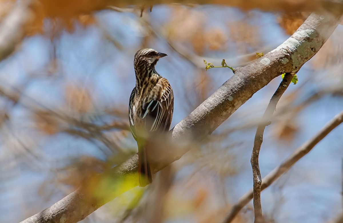 Sulphur-bellied Flycatcher - ML577534841