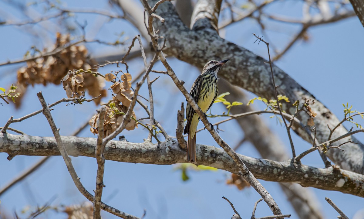 Sulphur-bellied Flycatcher - ML577534931