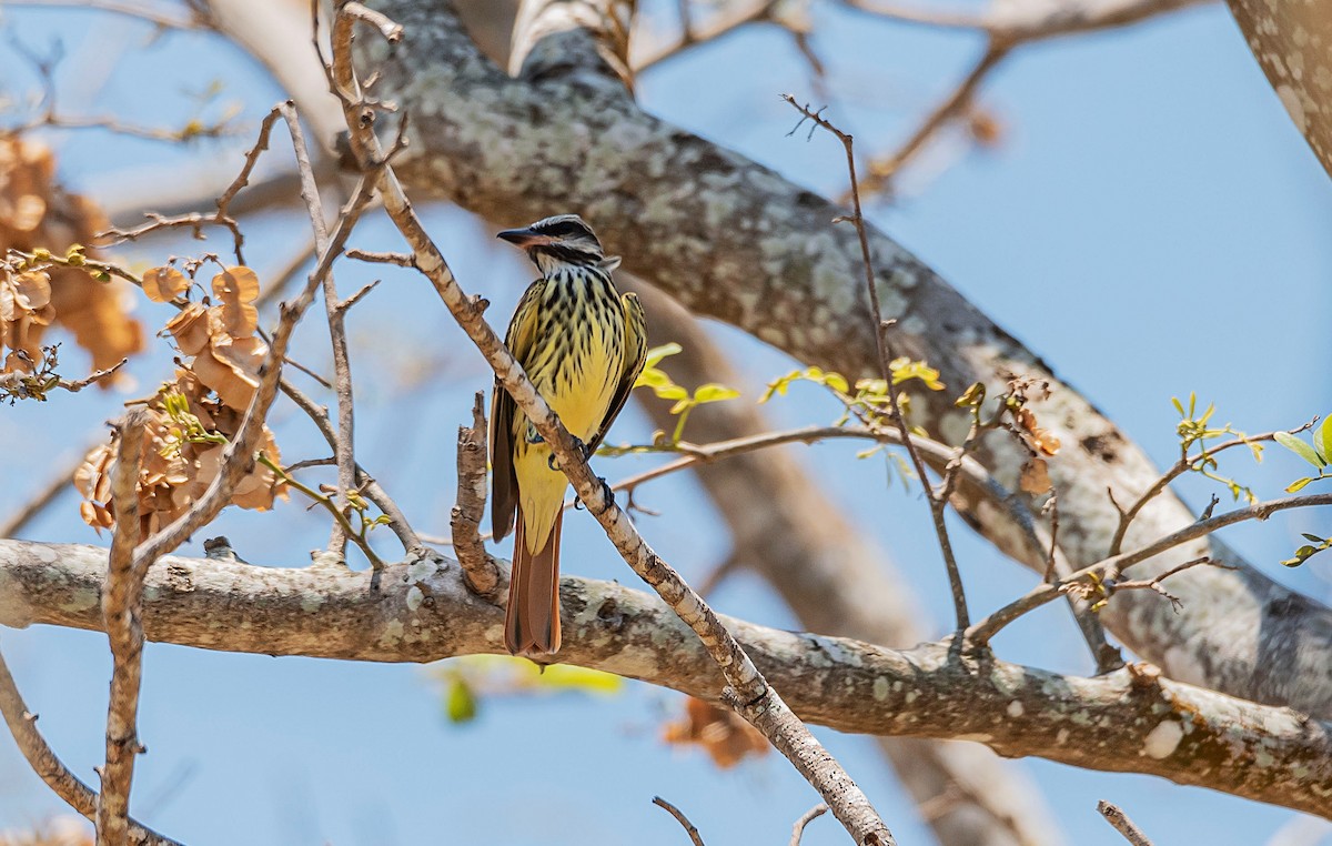Sulphur-bellied Flycatcher - ML577535031