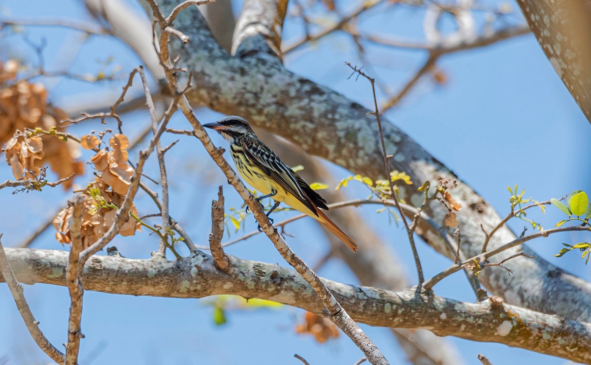 Sulphur-bellied Flycatcher - ML577535121