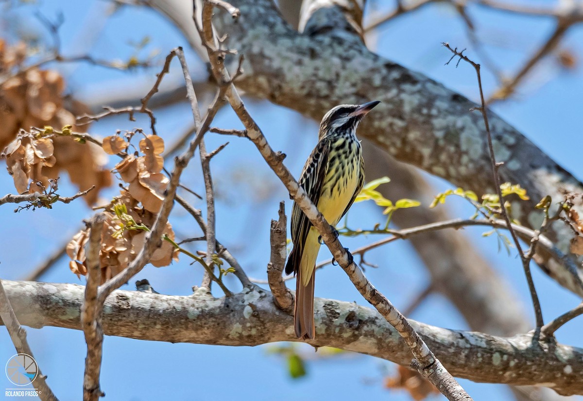 Sulphur-bellied Flycatcher - ML577535301