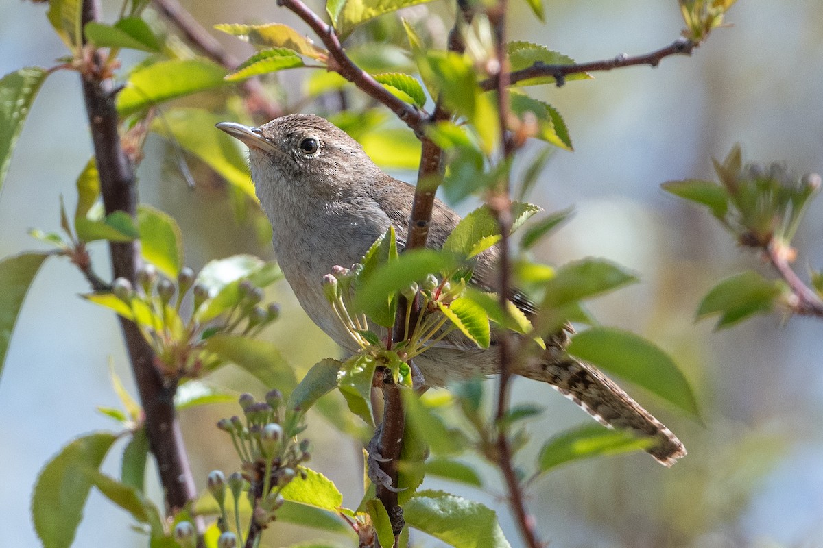 House Wren - David Turgeon