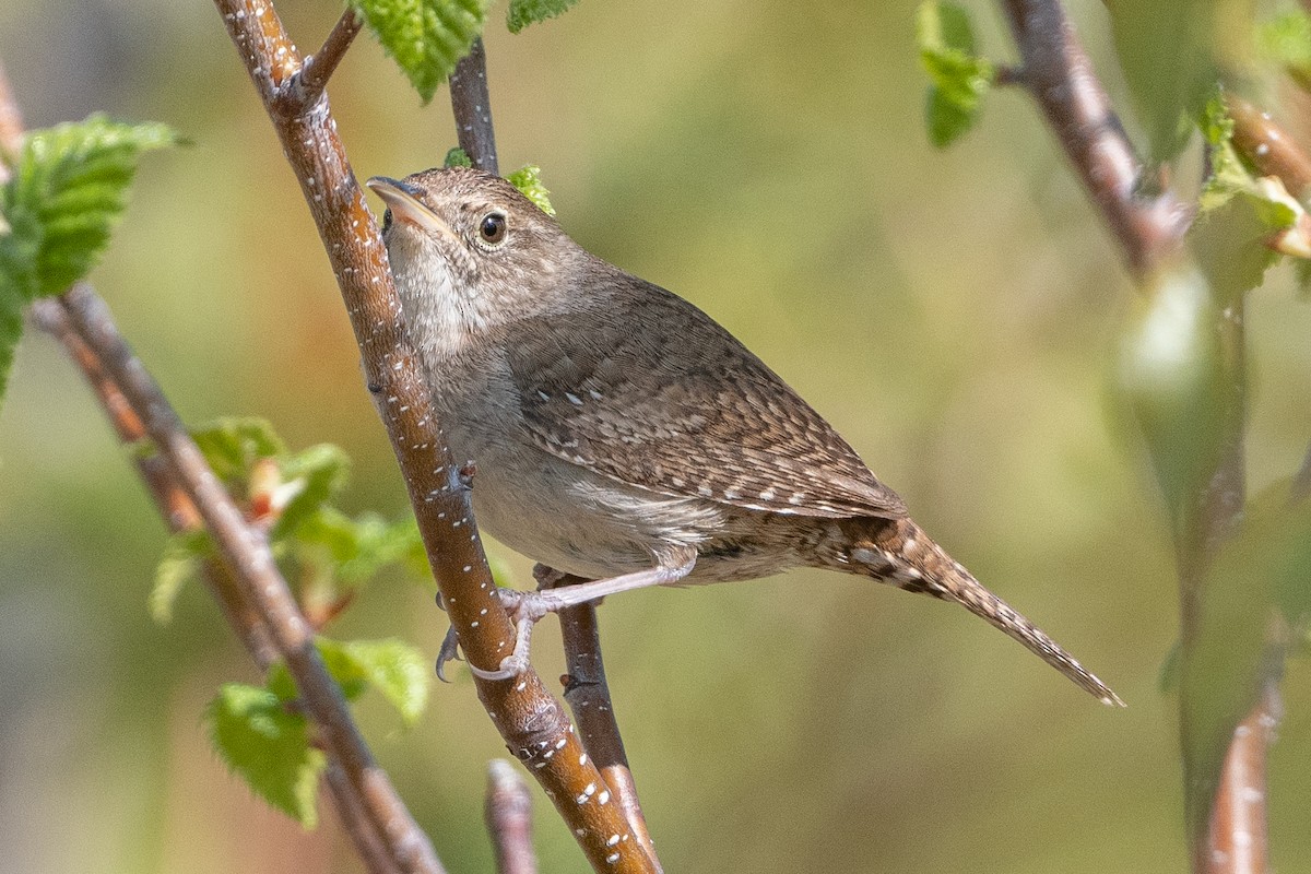 House Wren - ML577535621