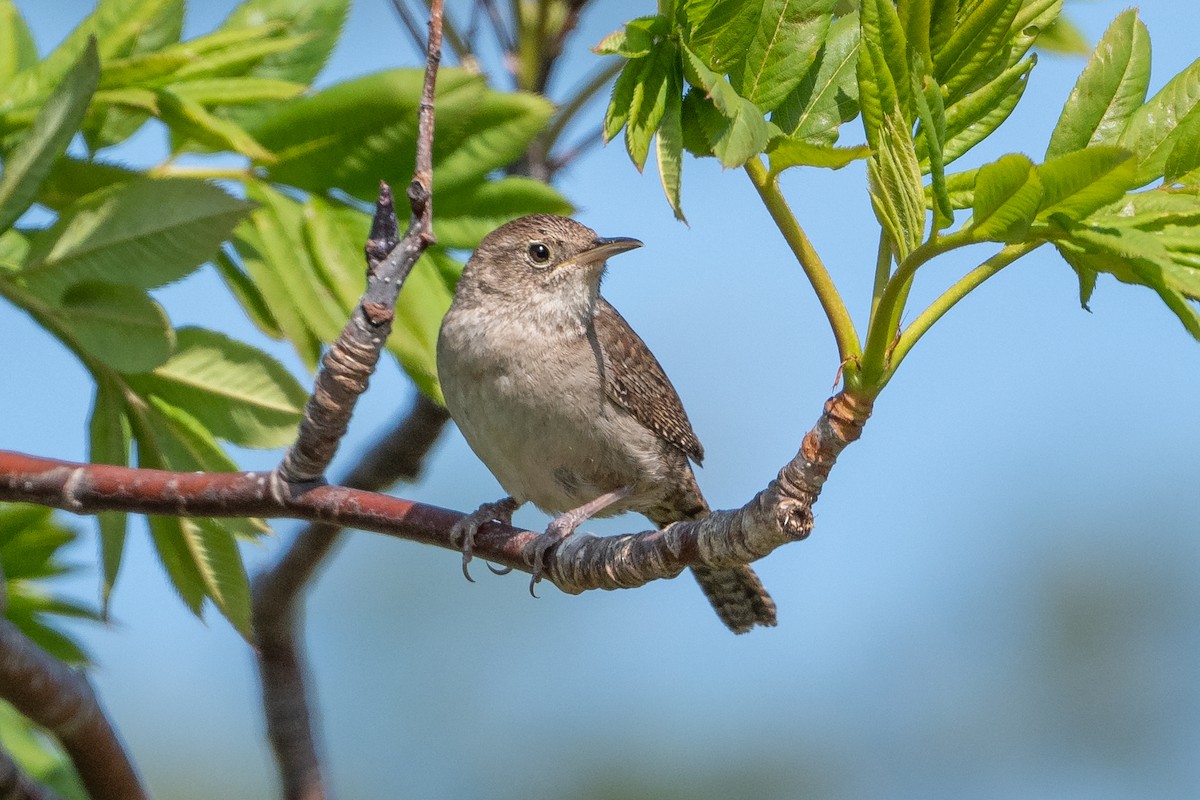 House Wren - David Turgeon