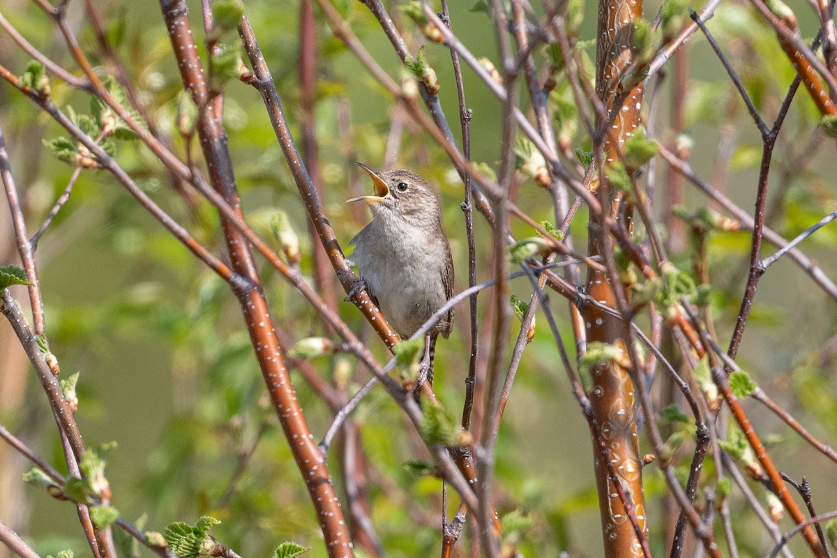 House Wren - ML577535761