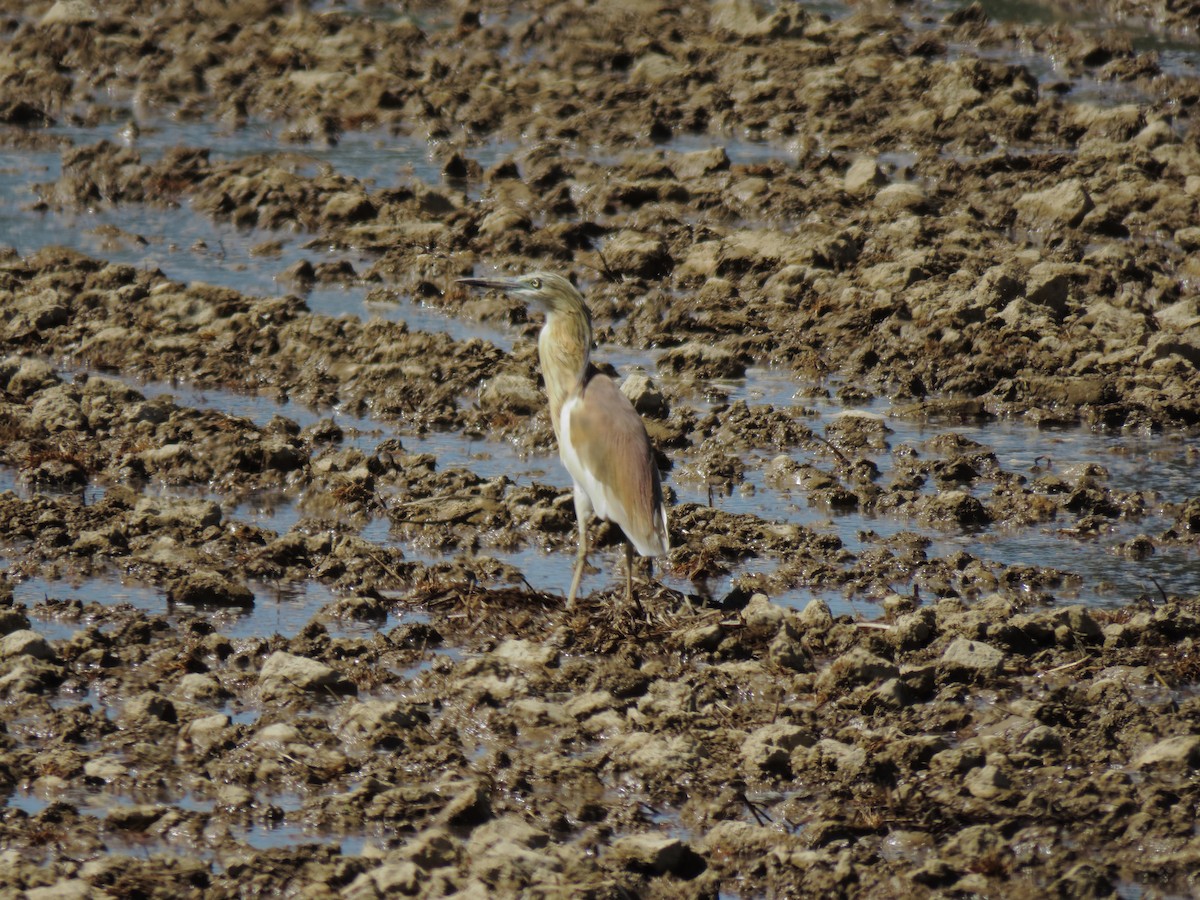 Squacco Heron - ML577536571