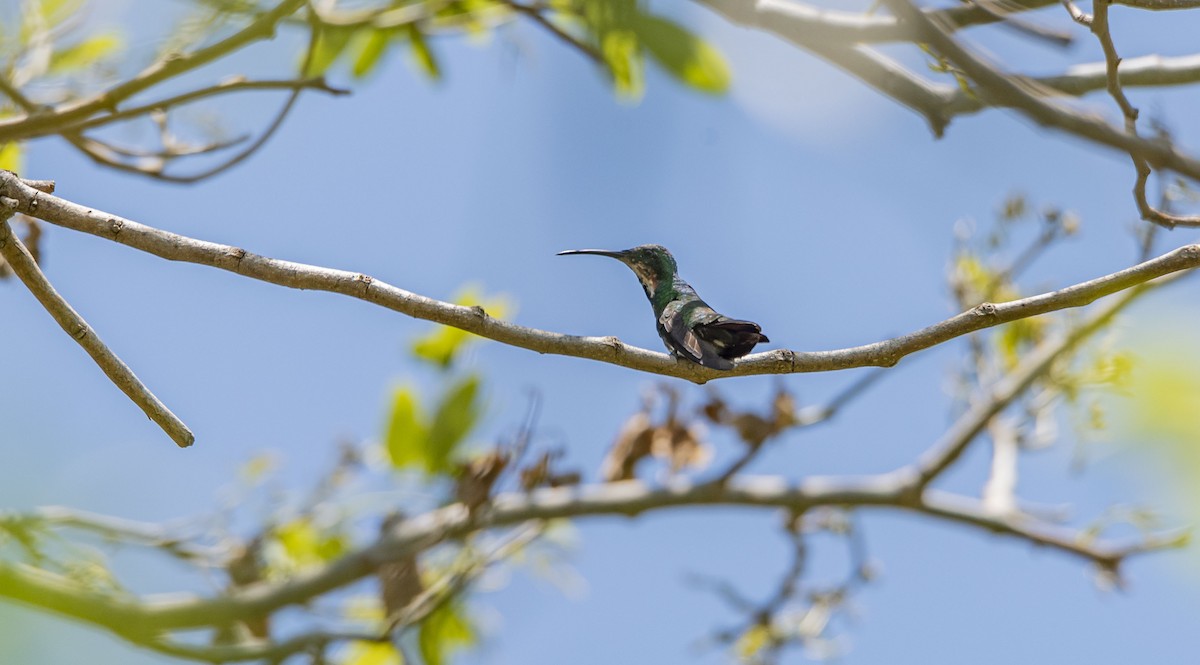 Green-breasted Mango - ML577537121
