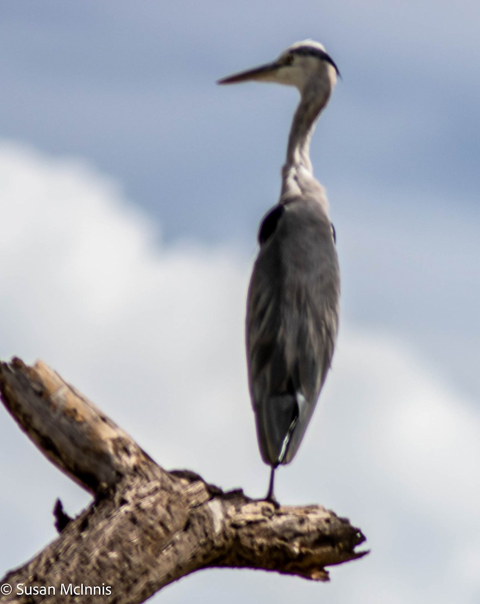 Gray Heron - ML577537161