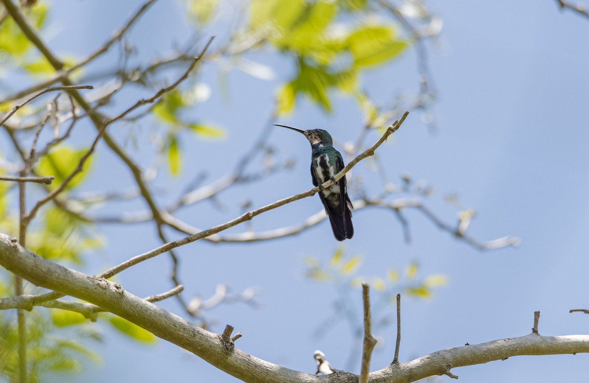 Green-breasted Mango - ML577537231
