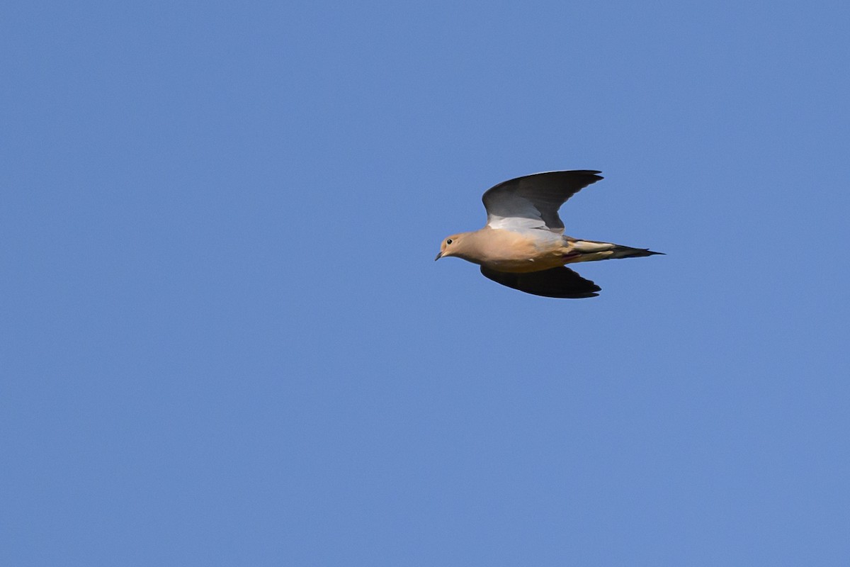 Mourning Dove - ML577537791