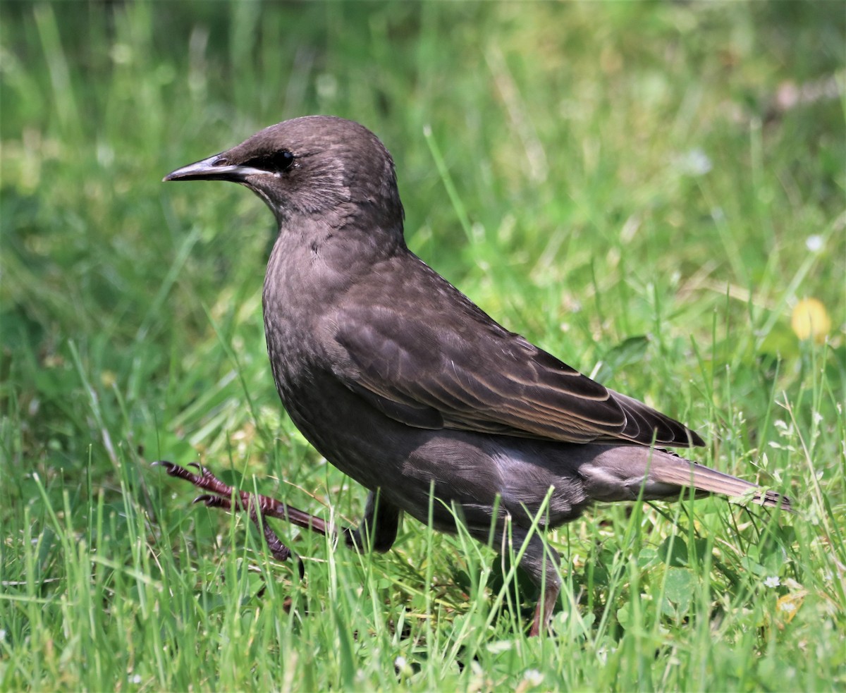 European Starling - ML577538001