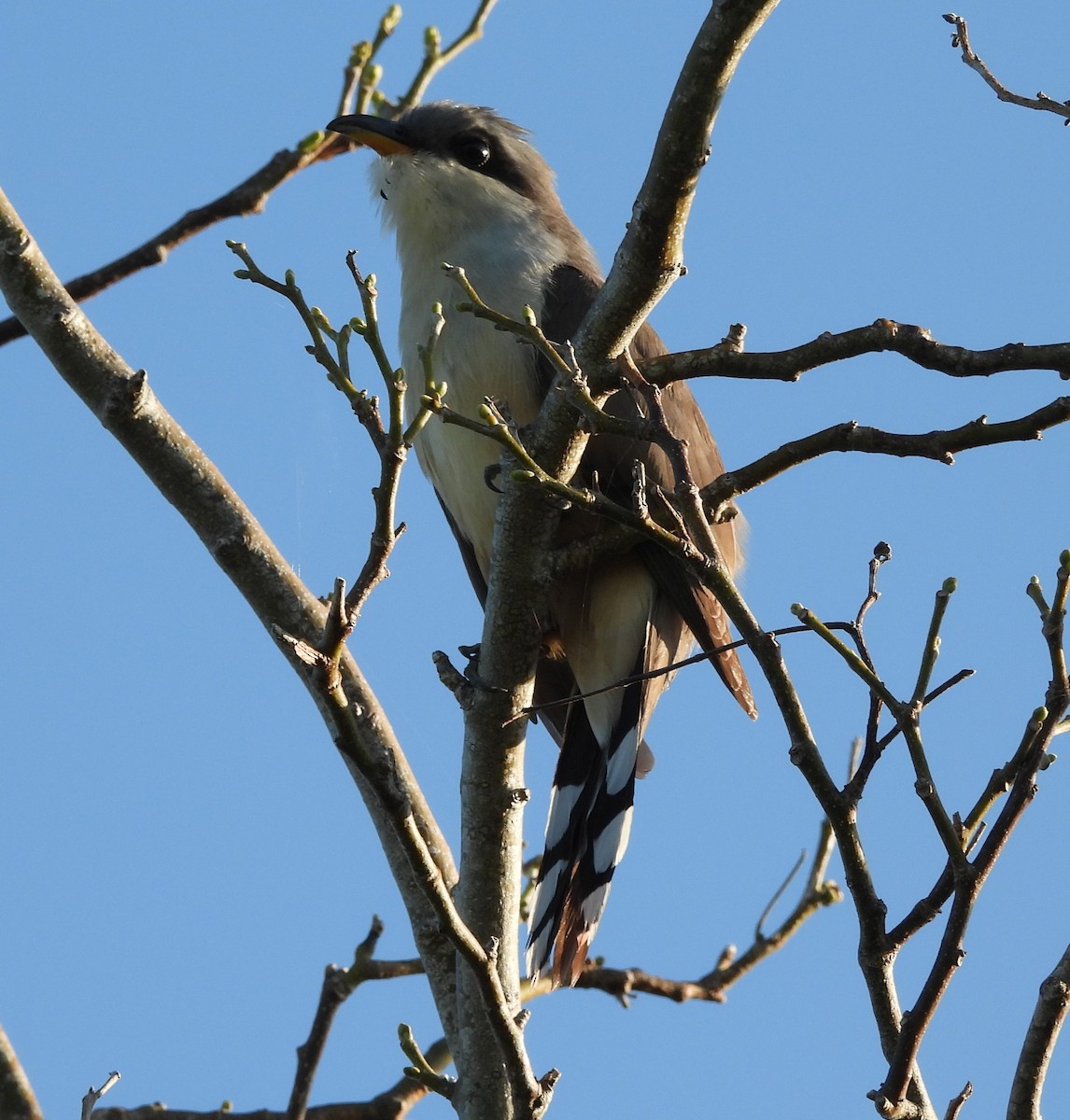 Mangrove Cuckoo - ML577539801