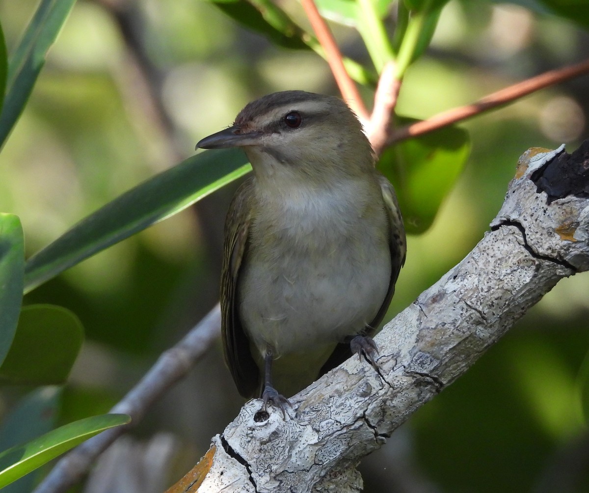 Black-whiskered Vireo - ML577539921