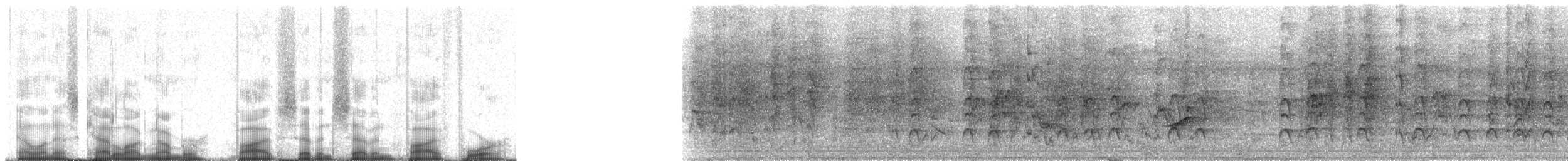 Venezuelan Parakeet - ML57754