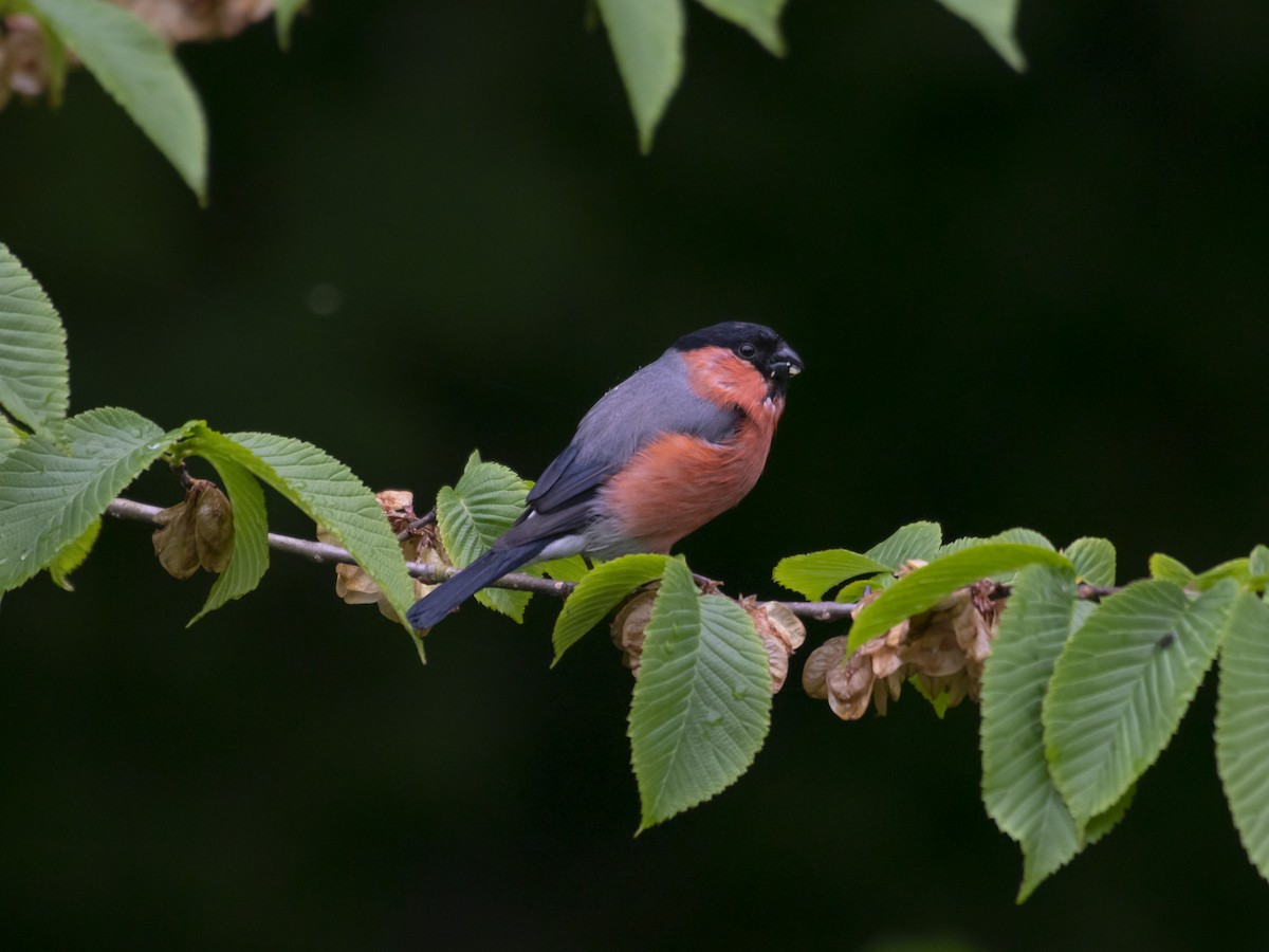 Eurasian Bullfinch - ML577541221