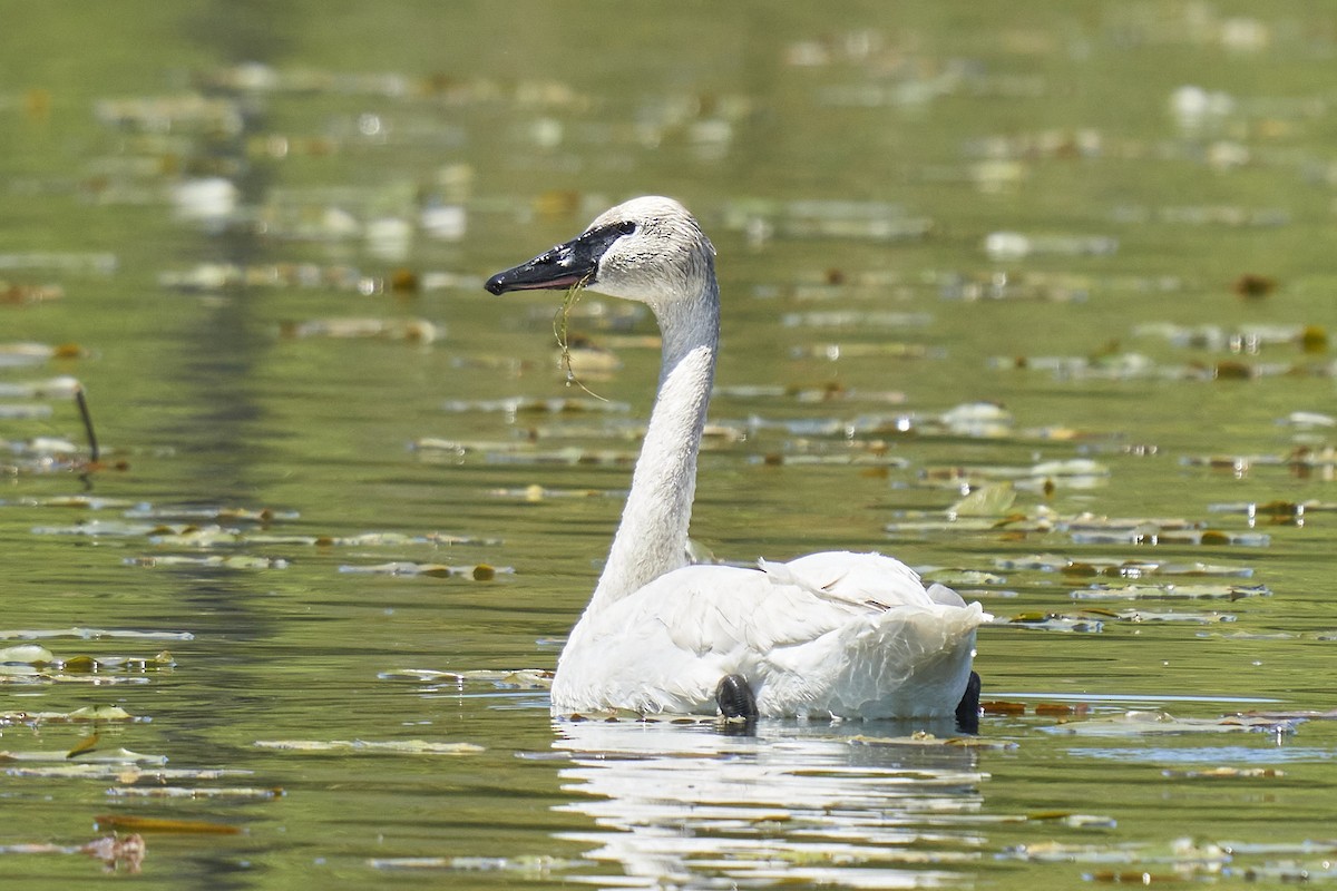 Trumpeter Swan - mark druziak