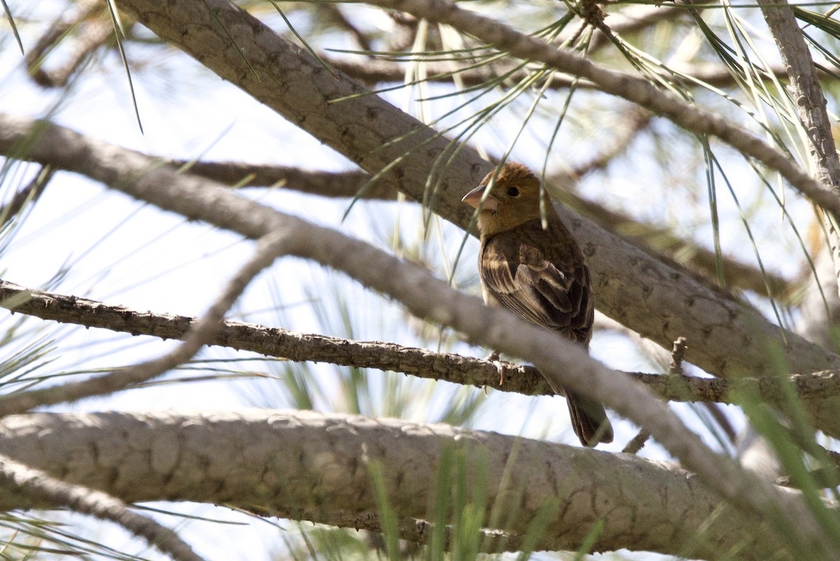 Blue Grosbeak - John Bruin