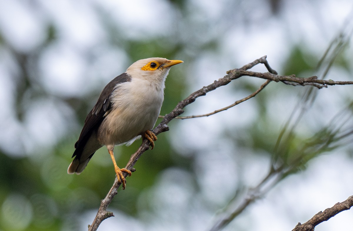 Black-winged Myna - Forest Botial-Jarvis