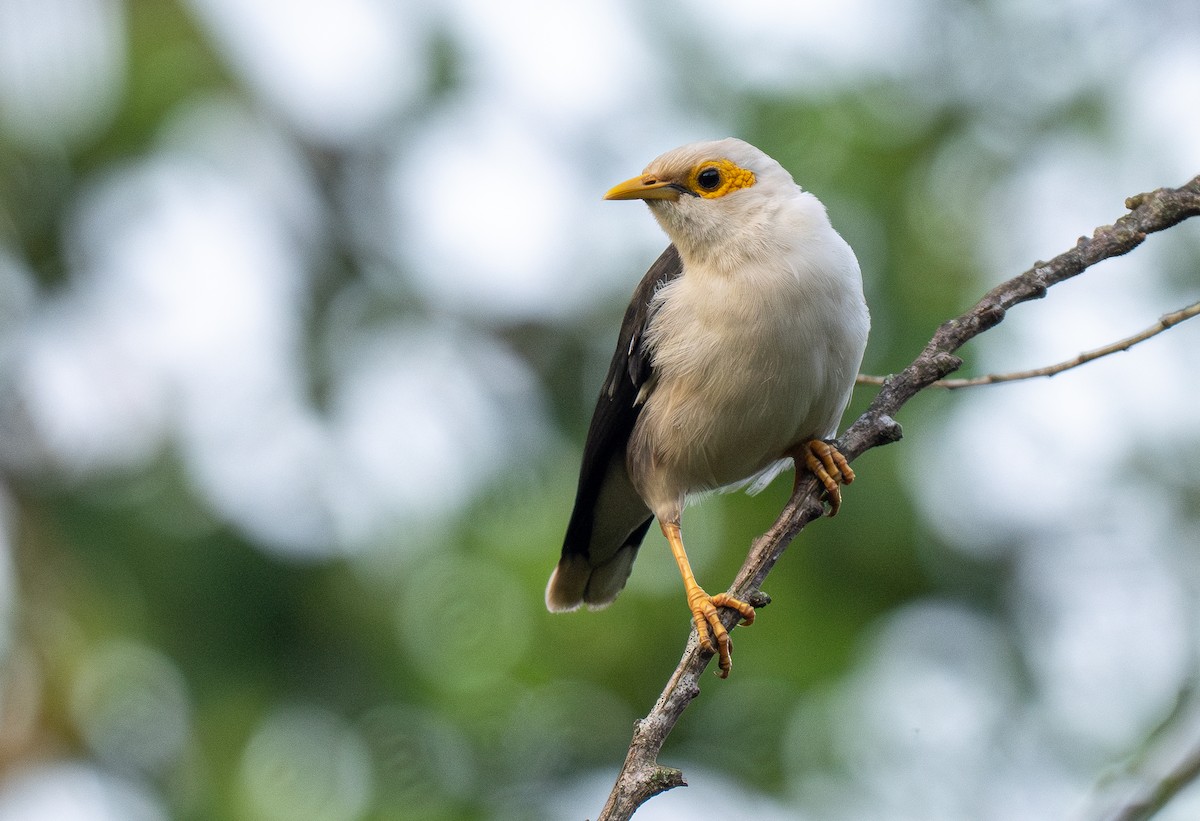Black-winged Myna - Forest Botial-Jarvis