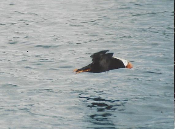 Tufted Puffin - Eric Cameron