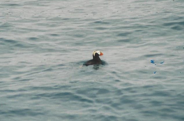 Tufted Puffin - Eric Cameron