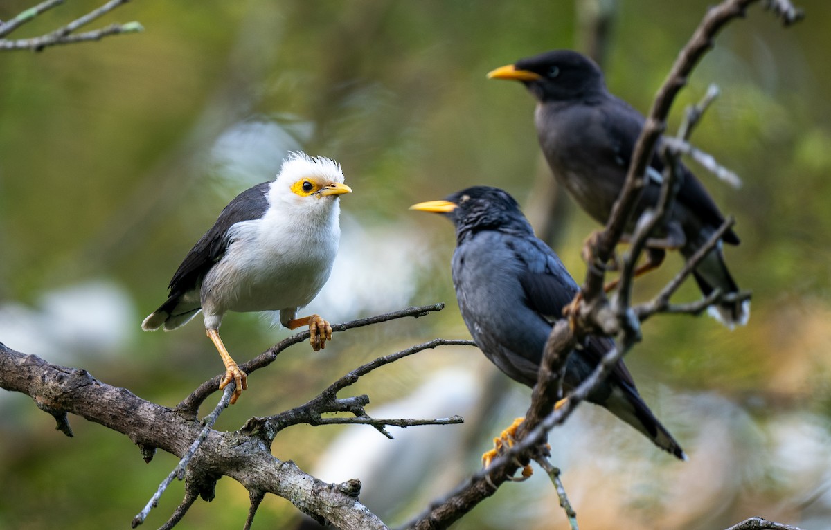 Black-winged Myna - Forest Botial-Jarvis